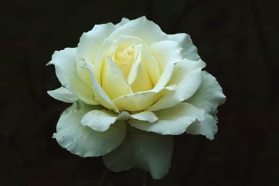 Close-up of white rose against black background