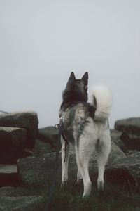 Dog standing on grass against clear sky