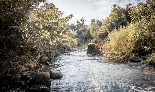 Stream flowing through rocks in forest