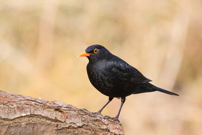 Close-up of bird perching on branch