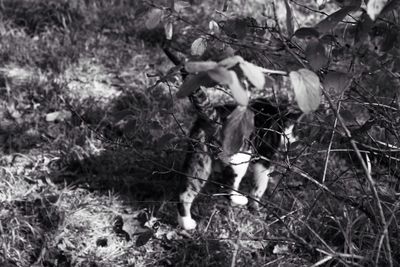 Low section of man standing on tree