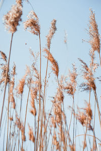 Low angle view of stalks against sky