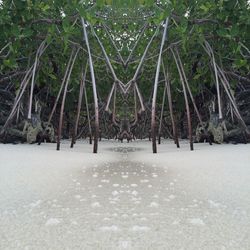 Trees growing on field