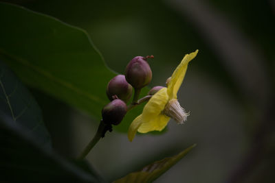 Close-up of flower growing on plant