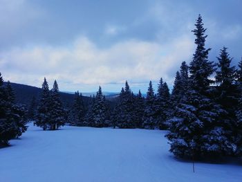 Trees against sky during winter