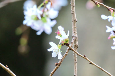 Close-up of cherry blossoms in spring