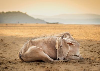 Indian cow sleeping on the beach