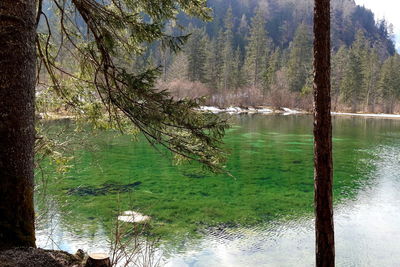 Scenic view of lake in forest