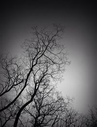 Low angle view of bare trees against sky