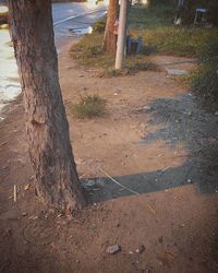 View of tree trunk