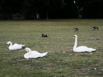 View of swans on field