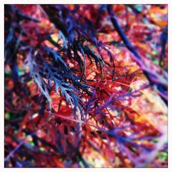 Close-up of autumn leaves