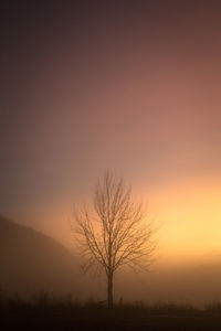 Silhouette bare tree on field against sky during sunset