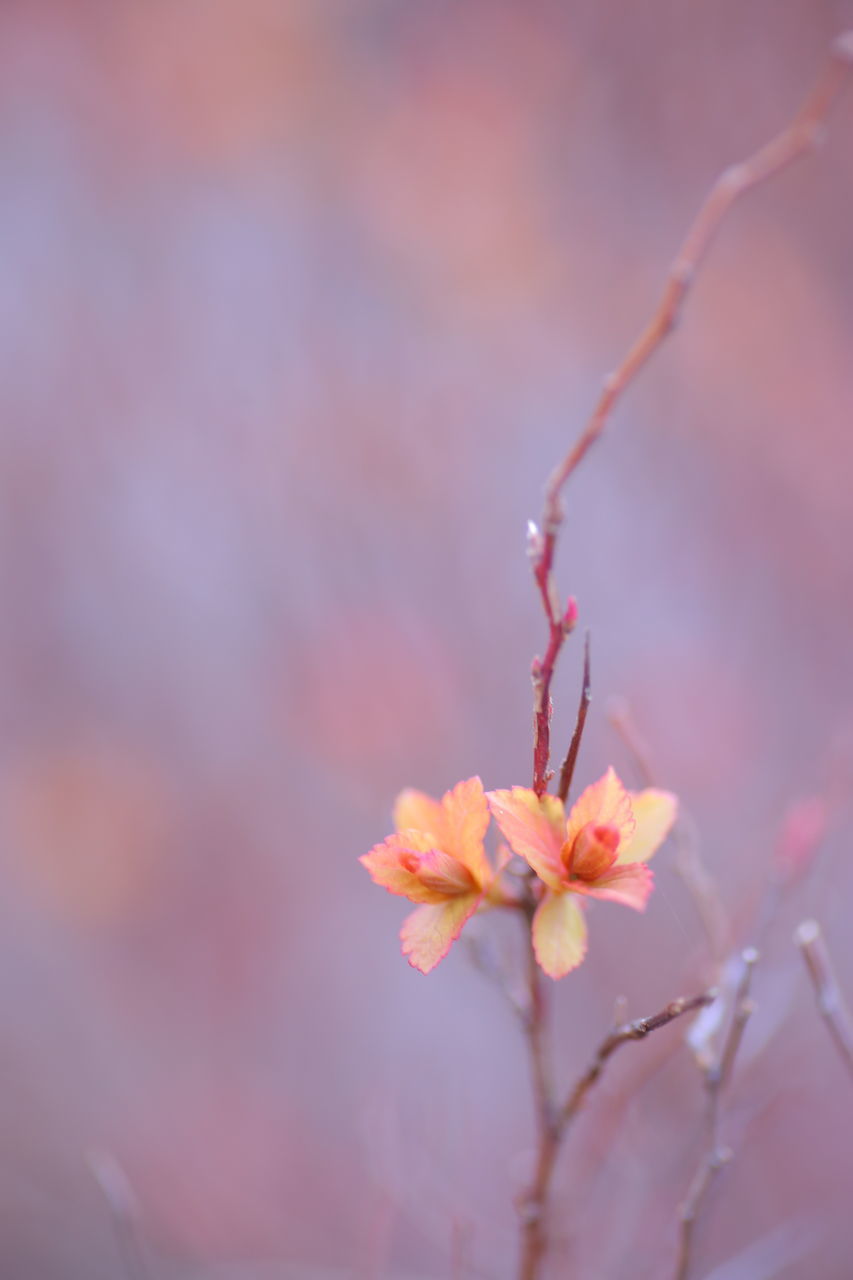 nature, flower, growth, fragility, beauty in nature, close-up, freshness, springtime, twig, no people, outdoors, flower head, day, plum blossom