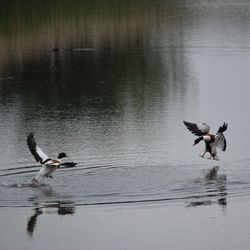 Ducks swimming in lake