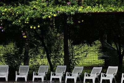 Plants growing on tree