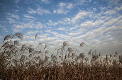 Scenic view of field against cloudy sky