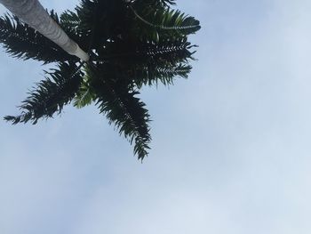 Low angle view of trees against clear sky