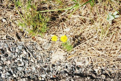 Yellow flowers blooming in field