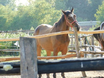 Portrait of horse standing on field