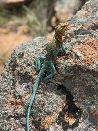 Close-up of lizard on rock