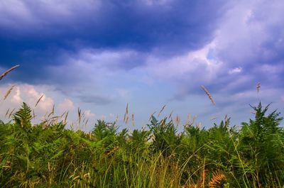 Low angle view of crops growing on field against sky