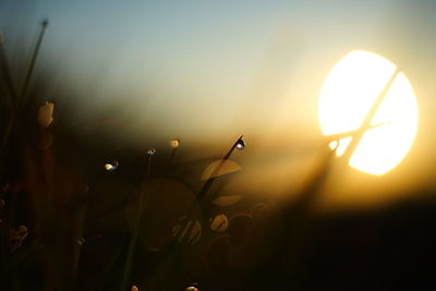 Close-up of silhouette plants against sky during sunset