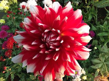 Close-up of red flowers blooming outdoors