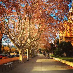 Empty road along trees