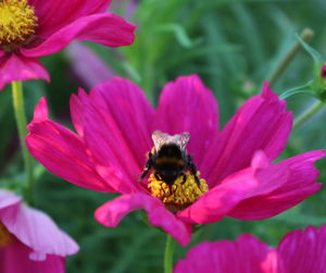 Close-up of bee pollinating on pink flower