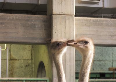 Close-up of ostriches against wall