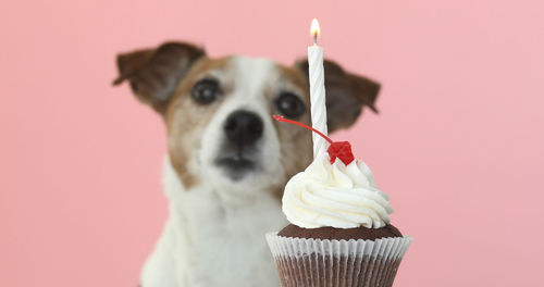 Jack russell dog look at candle in cake