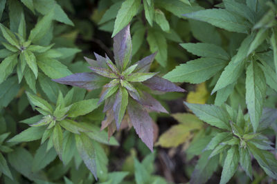 Close-up of fresh green leaves