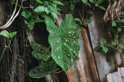 Close-up of wet plant leaves