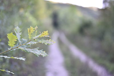 Close-up of flowering plant