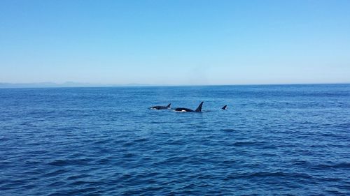 Scenic view of sea against clear sky