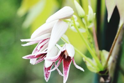 Close-up of white flowers