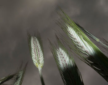 Close-up of stalks against blurred background