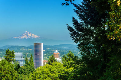 Trees and cityscape against clear blue sky