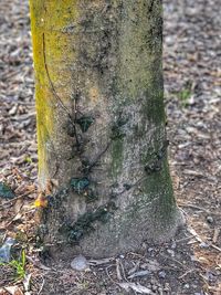 High angle view of tree trunk on field