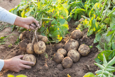 Cropped hands of farmer harvesting potatoes at farm