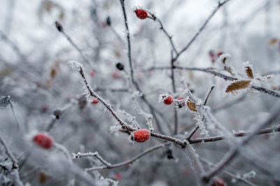 Close-up of frozen rowanberry tree