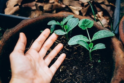 Close-up of person hand gesturing by potted plant
