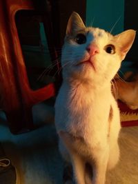 Portrait of cat sitting at home