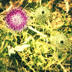 Close-up of flowers