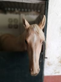 Close-up portrait of white horse in ranch