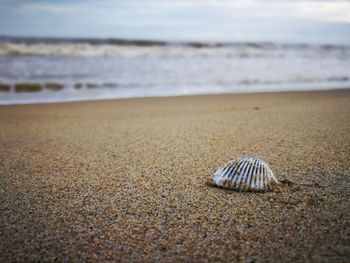 Close-up of shell on beach