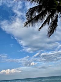 Low angle view of coconut palm trees against sky