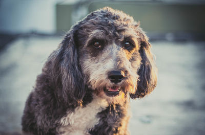 Close-up portrait of dog