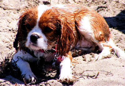 Close-up of dog